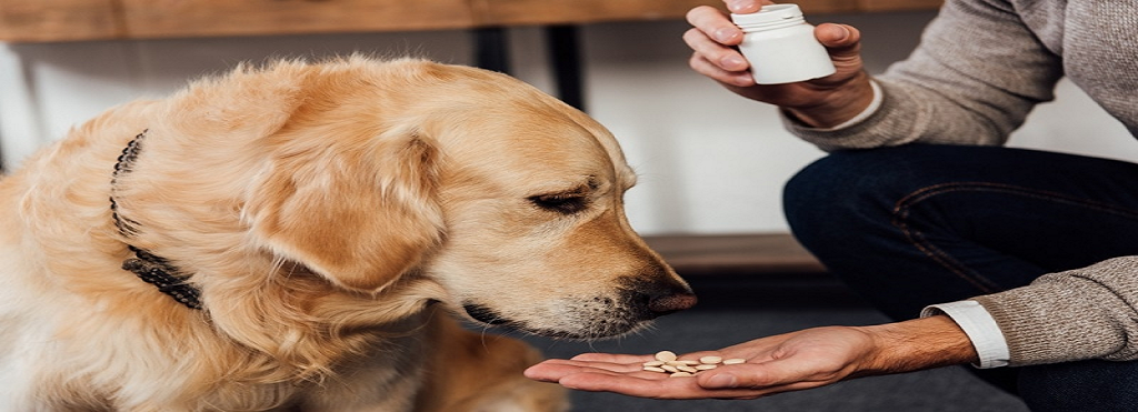 7 Essential Dog Vitamins and How Supplements Help Keep Your Pet Healthy