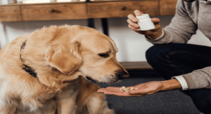 7 Essential Dog Vitamins and How Supplements Help Keep Your Pet Healthy