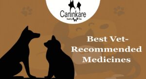 Best Vet-Recommended Medicines for Pet Diseases and Digestion Problems